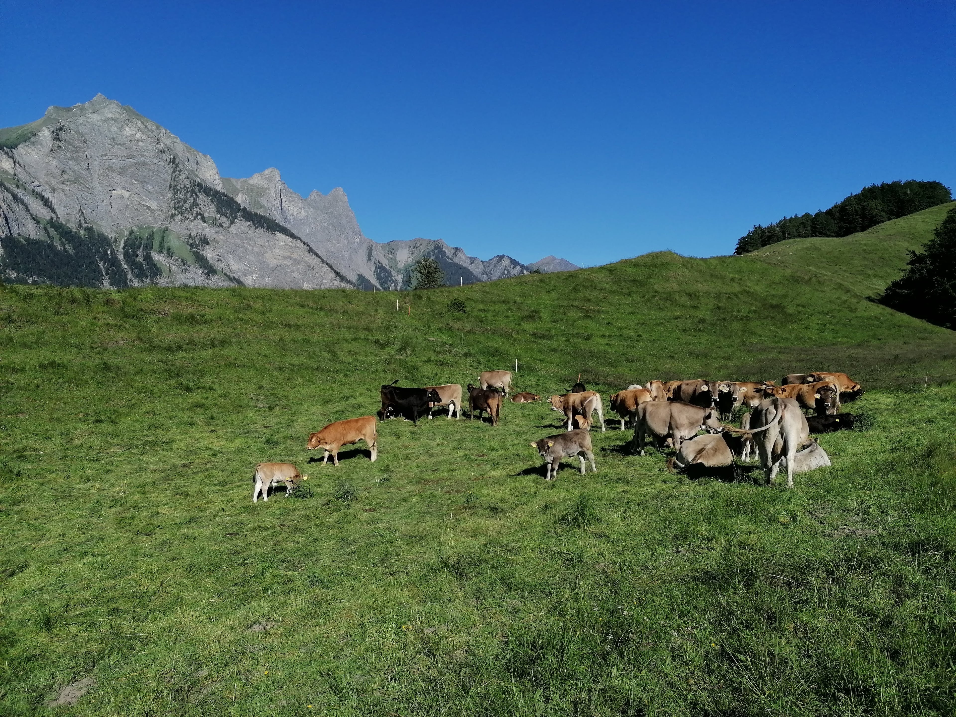 Kühe auf der Alp mit Bergpanorama