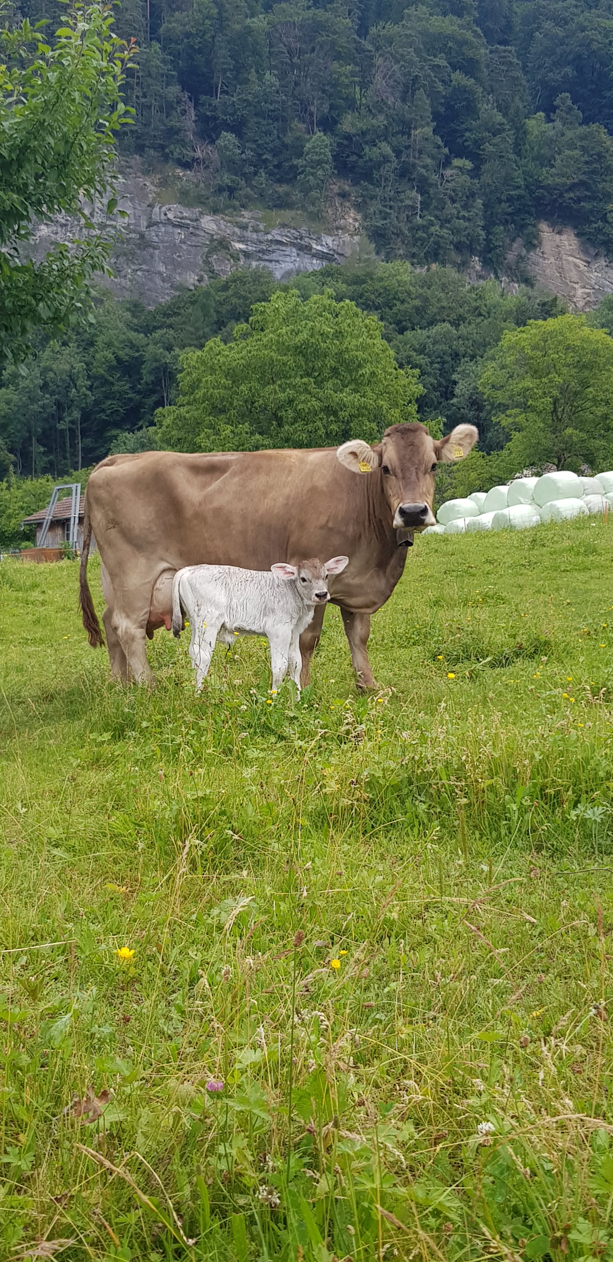 Kuh mit ihrem Kalb auf der Weide